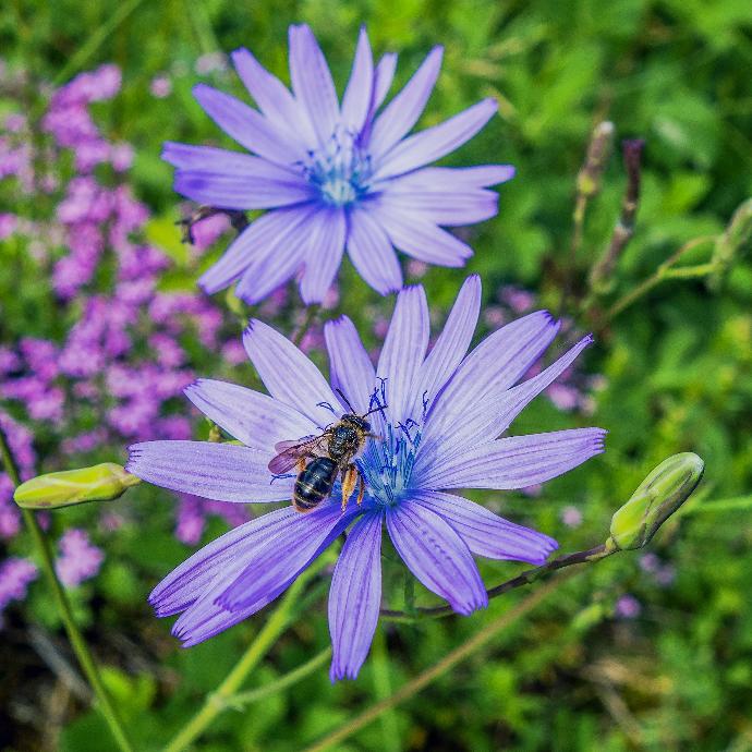 Chicory P.E. 10:1