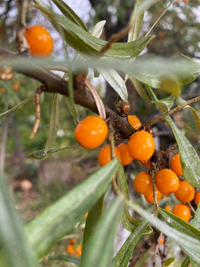 Sea Buckthorn P. SD (18797)