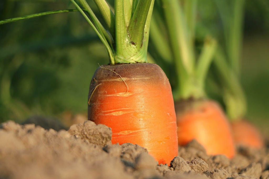 Carrot P.E. 10% Beta Carotene