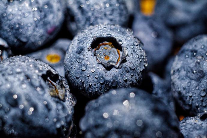 Blueberry P. FD (18806)
