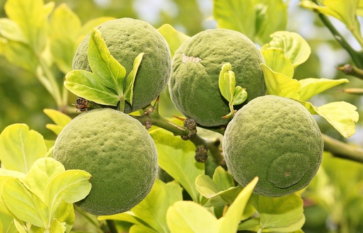 [18366] Apigenin 98% ex Bitterorange P.E.