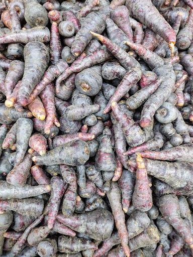 [24585] Black Carrot P.E. 10:1