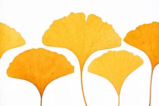 [25283] Ginkgo biloba leaf P. (15460)