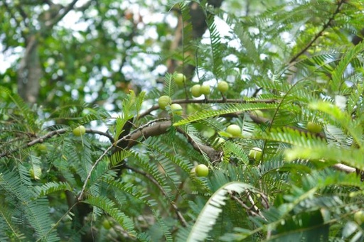 [26098] Amla P.E. 30% Polyphenols