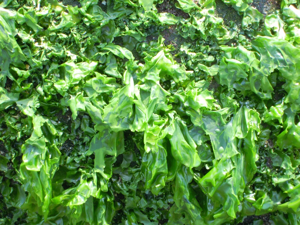 Sea lettuce P.E. 4:1