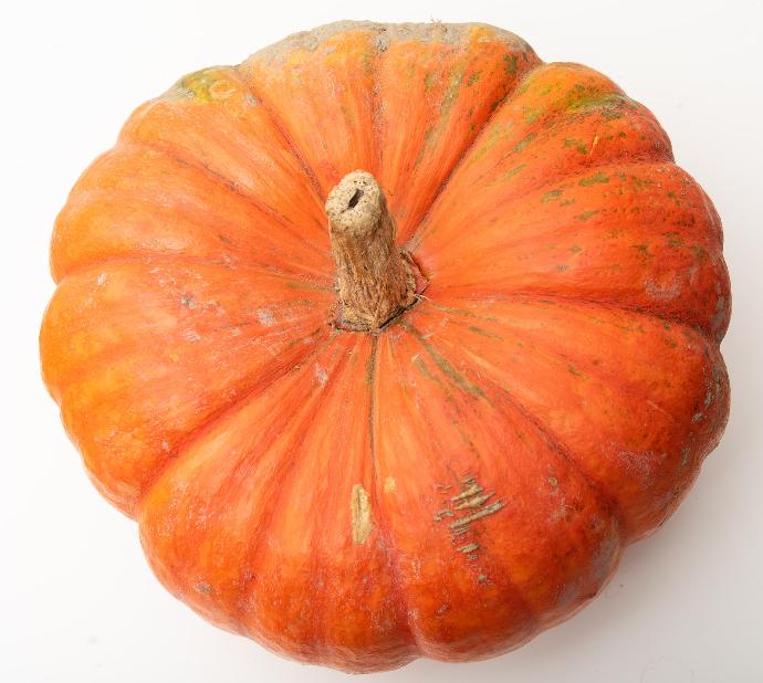 Kürbis Cucurbita Moschata P.E. 10:1