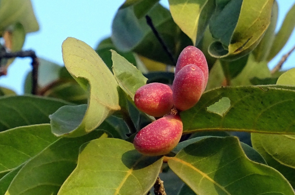Chebulic myrobalan P.E. 0.1% Chebula Acid