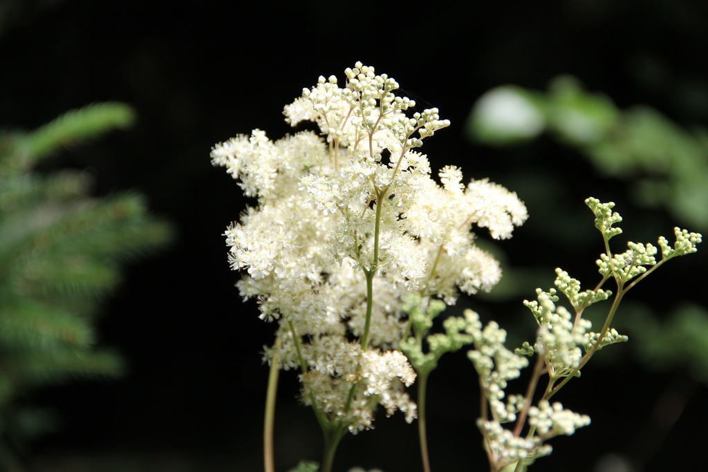 Meadowsweet WS P.E. 10% Tannins