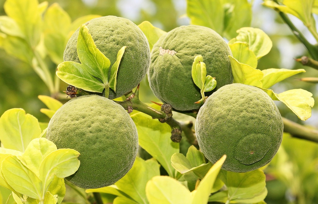 Apigenin 98% ex Bitterorange P.E.