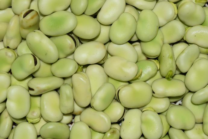 Broad bean P.E. 65% Protein