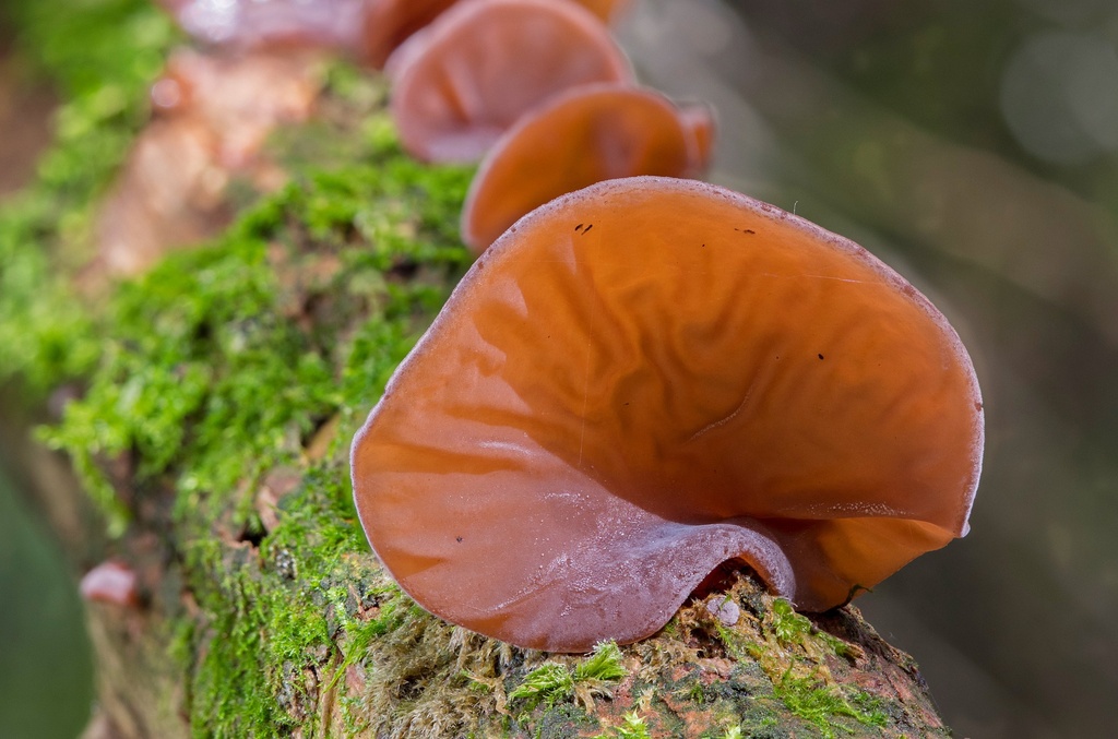 Auricularia P.E. 4:1