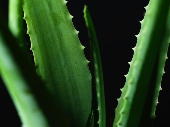 Aloe Vera P.E. FD 200:1