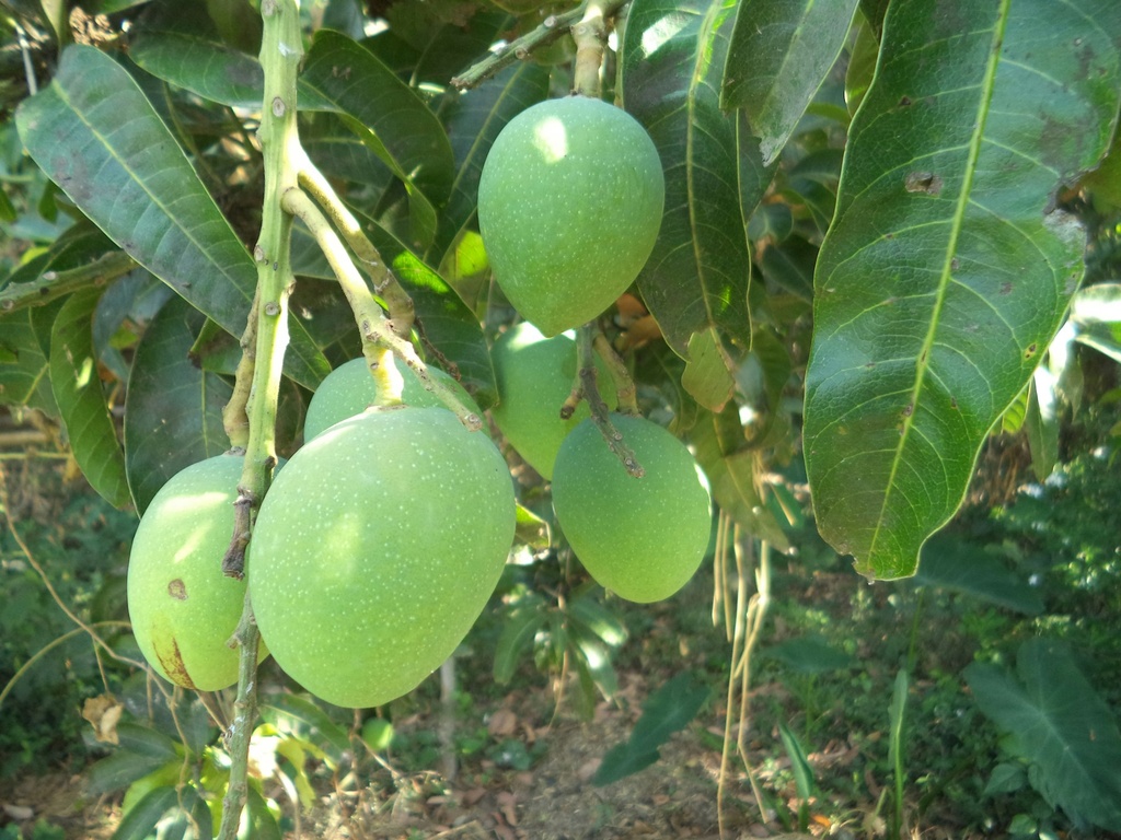 Afrikanische Mango P.E. 10:1