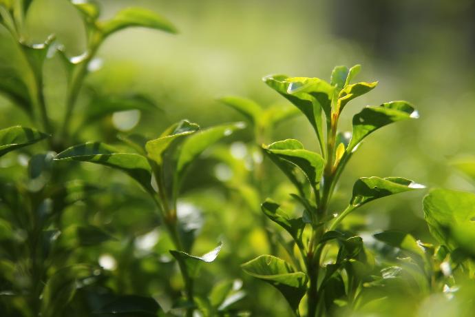 Grüner Tee P.E. 40% Theanin, 30% Polyphenole