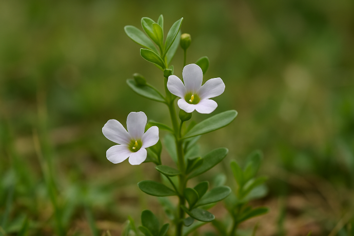 Brahmi P.E. 20% Bacopaside (18659)