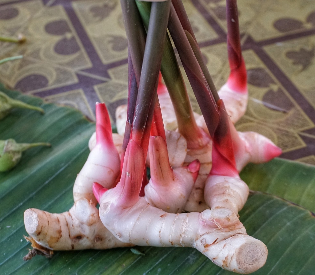 Flavones 85% ex Galangal P.E.