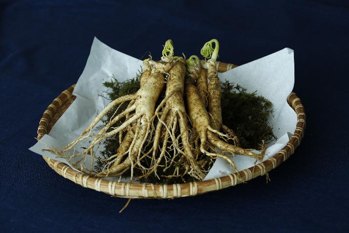 Ginseng P.E. 4% Ginsenoside