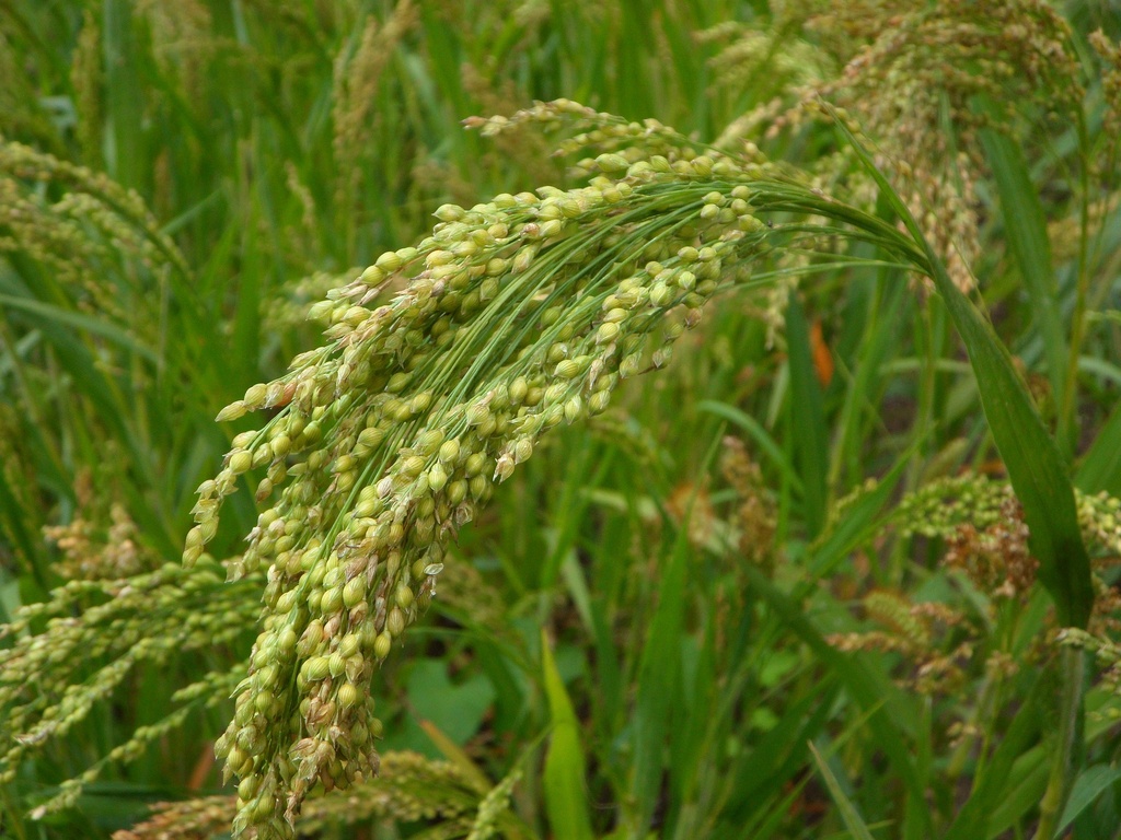 Millet P.E. 4% Silica