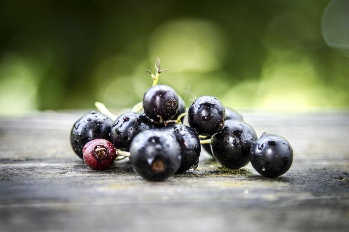Schwarze Johannisbeere P.E. 11% Anthocyanidine, 20% Polyphenole