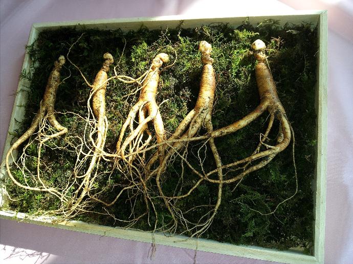 Ginseng P.E. 8% Ginsenoside
