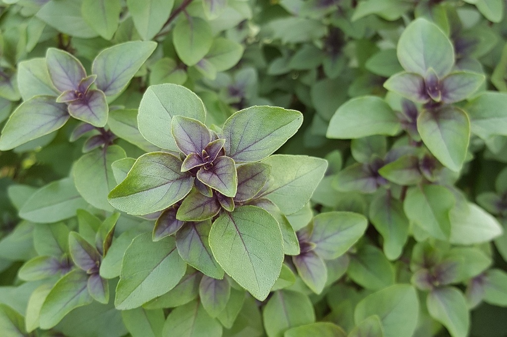 Tulsi P.E. 10% Ursolsäure