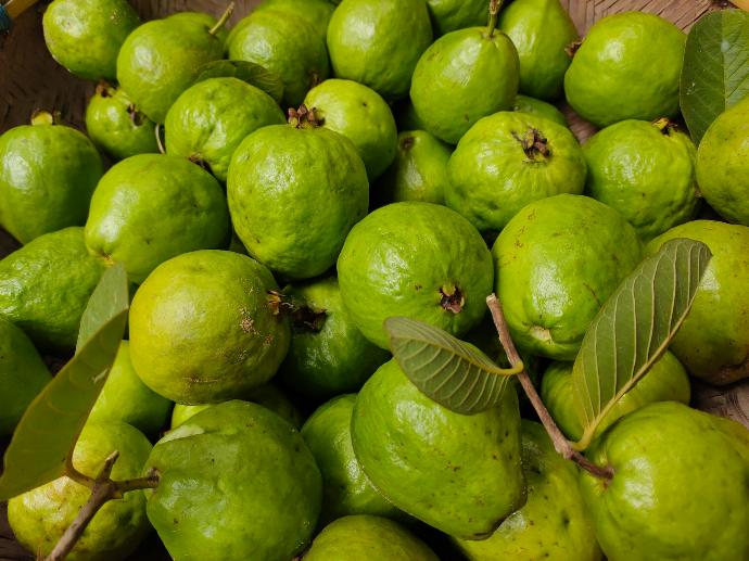 Common Guava P.E. 4% Zinc