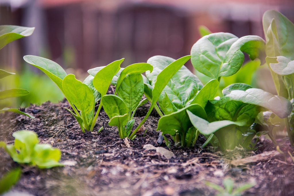 Spinach P.E 5% Calcium AAS
