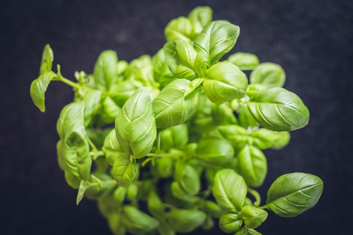 Basil P.E. 0.1% Biotin