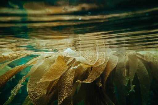Japanese Kelp P.E. 50% Fucoxanthin