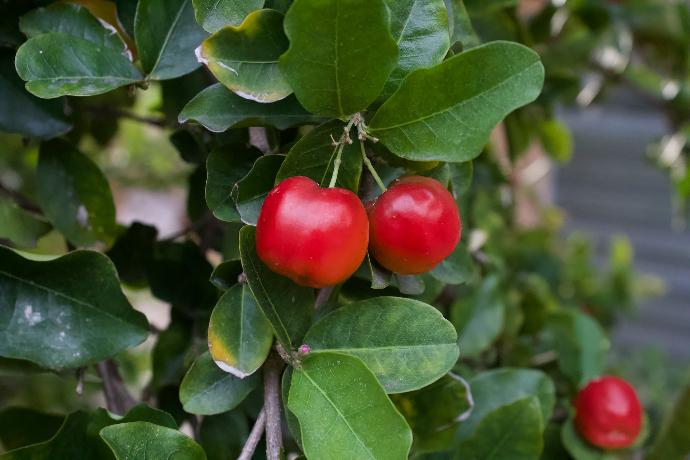ORGANIC Acerola Juice P. 17% Vitamin C (18704)