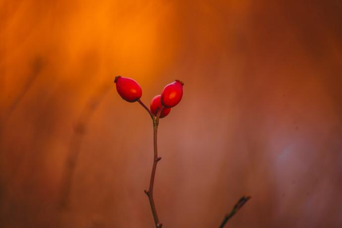 ORGANIC Rosehip P. (18704)