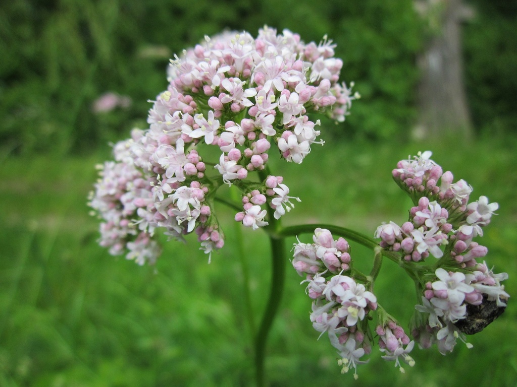 Valerian P.E. 0.8% Valerenic Acid (18801)