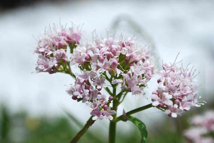 Valerian P.E. 0.8% Valeric Acid