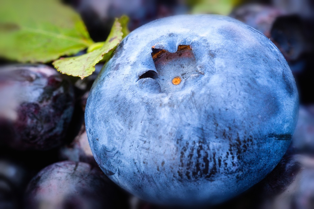 Blueberry WS P.E. 25% Anthocyanin (18806)