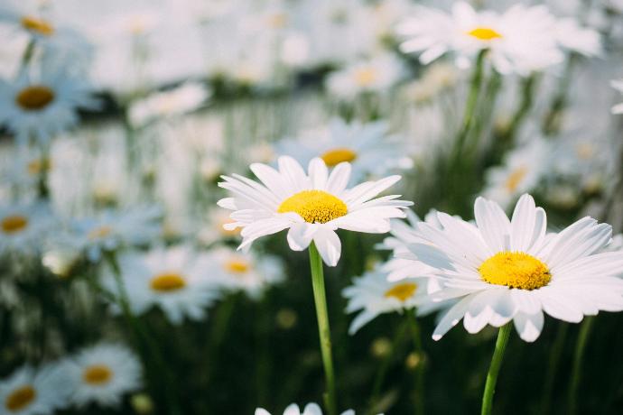 Chamomile P.E. 1.2% Apigenin, 15:1