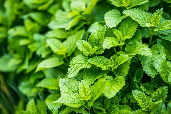 Menthol 99% ex Peppermint C.
