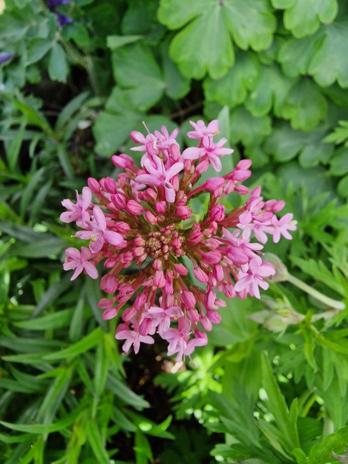 Valerian P.E. 0.4% Valeric Acid