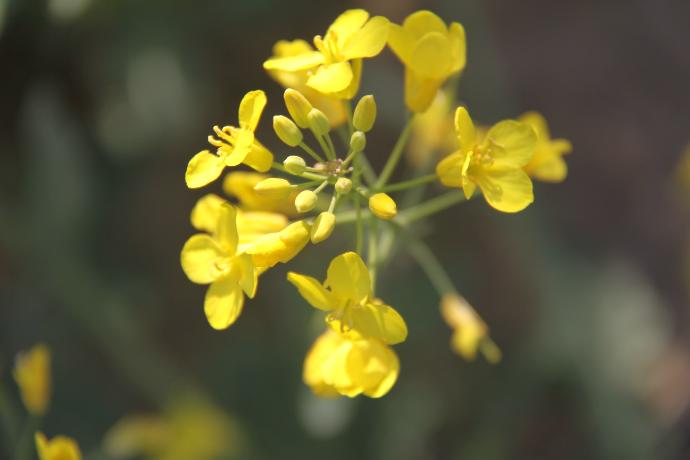 Black Mustard P.E. 0.5% Selenium
