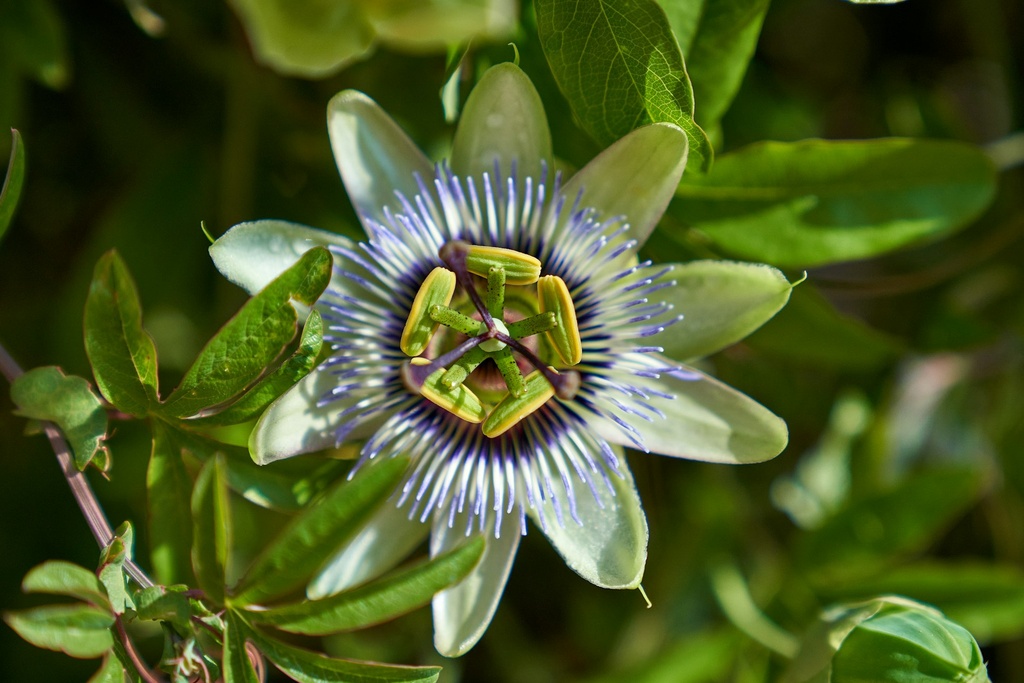 Passionsblume P.E. 4% Flavonoide