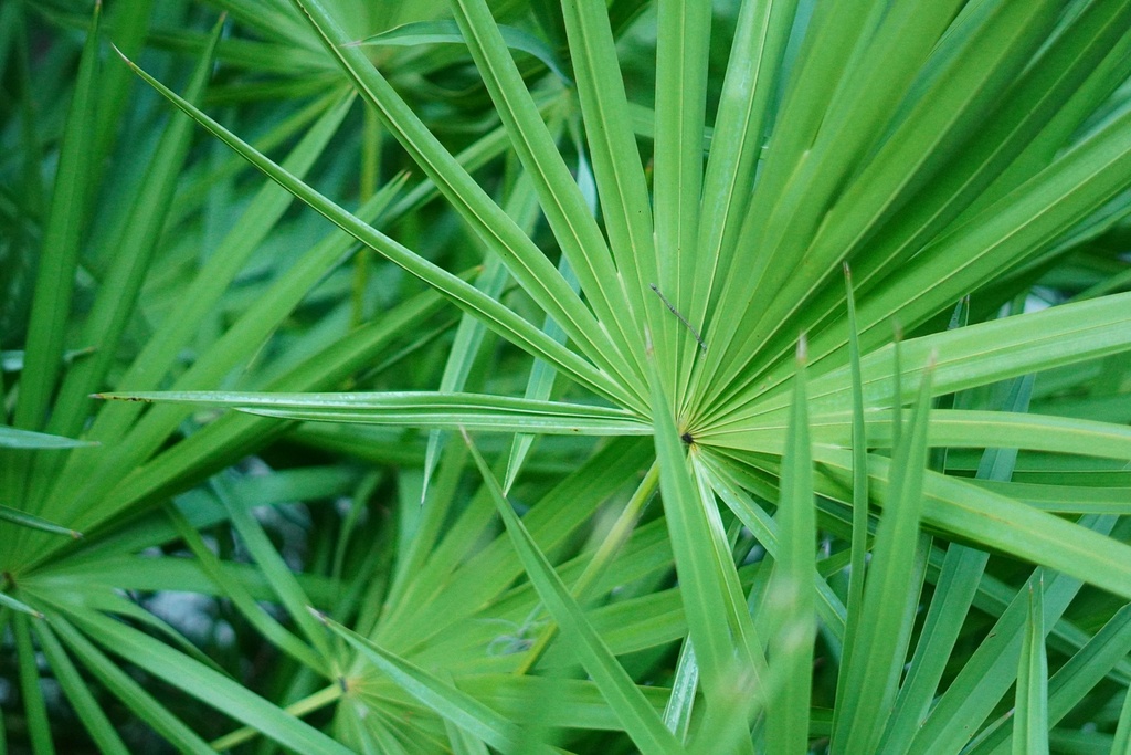 Saw Palmetto P.E. 20:1