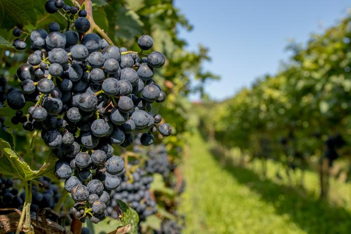 Proanthocyanidins 95% ex grape seed P.E.