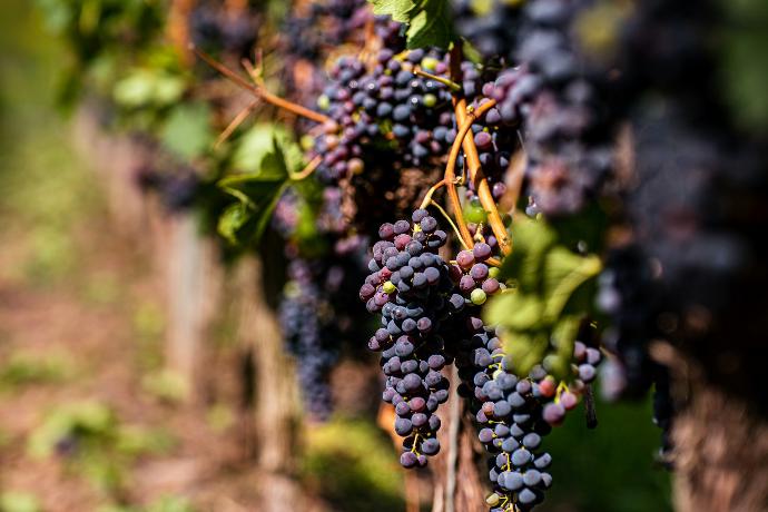 Vine P.E. 30% Polyphenols