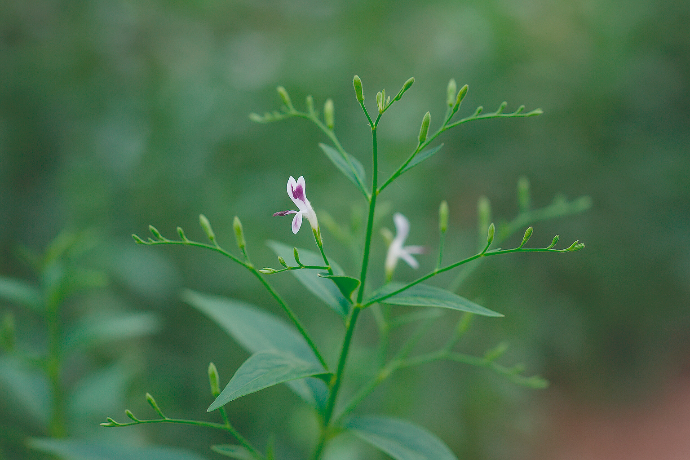 Andrographis P.E. 30% Andrographolides