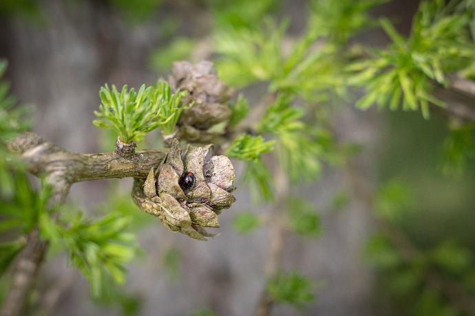Arabinogalactan 90% ex Larch Tree P.E.