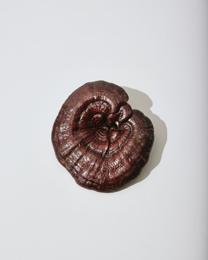 Reishi WS P.E. 40% Polysaccharide
