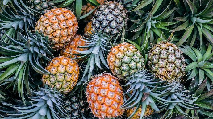 Pineapple P.E. 4:1