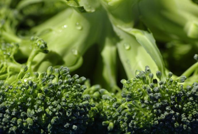 ORGANIC Broccoli P. (18758)