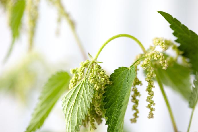 Nettle root P.E. 2% Silica