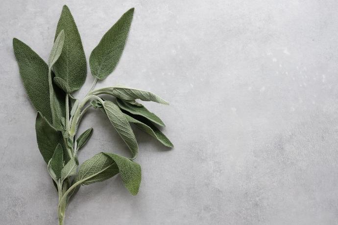Sage P.E. 2% essential oils