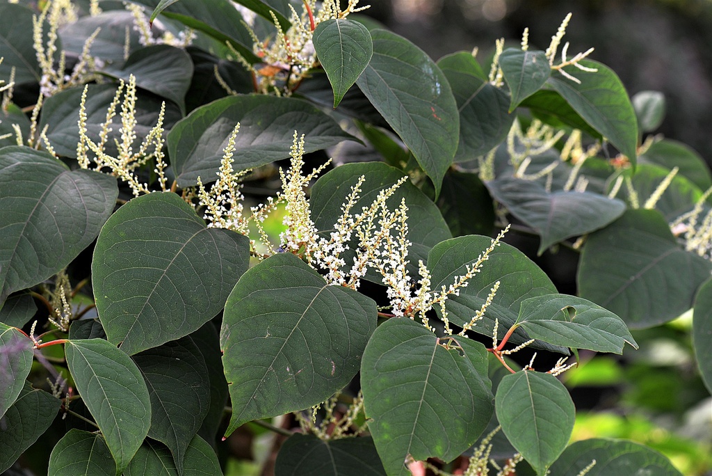 Japanese Knotweed P.E. 20% Trans Resveratrol